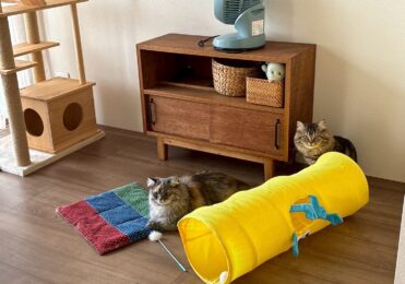 立川　N様邸【猫さまリフォーム】